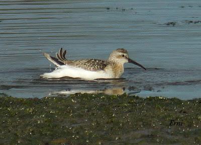 GARCETA GRANDE Y GARZA IMPERIAL EN SANTOÑA