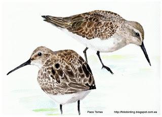 Calidris alpina