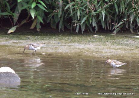 Calidris alpina