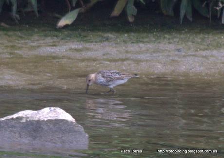 Calidris alpina