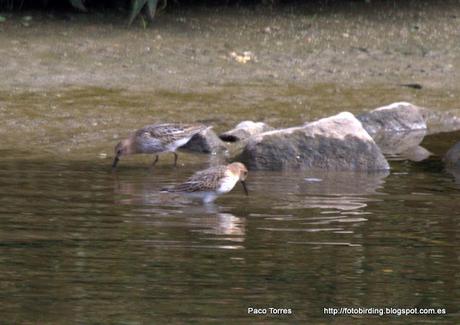 Calidris alpina