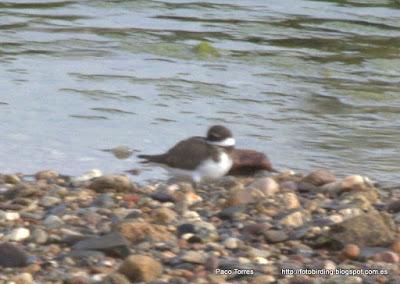 Charadrius hiaticula