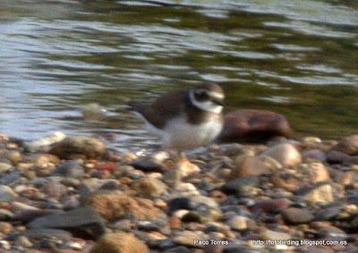Charadrius hiaticula