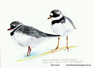 Charadrius hiaticula