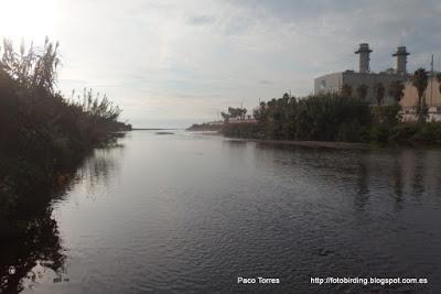 Charadrius hiaticula