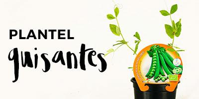 comprar plantel de guisantes