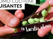 Cómo cultivar guisantes huertos urbanos