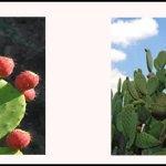 nopal