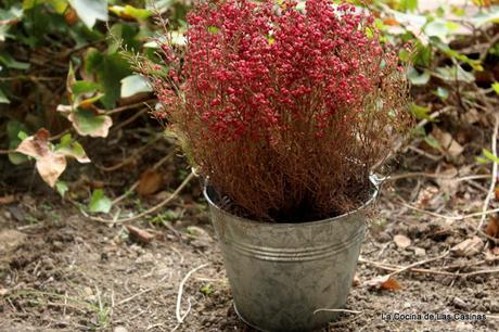 Cebolla Blanca, Cebolla Púrpura y Niños Envueltos