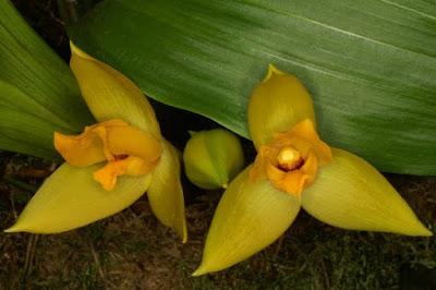 La orquídea Lycaste