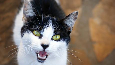 gatos-maullando-dueño-ciego