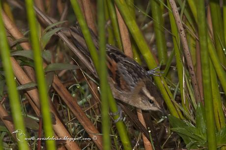 Junquero (Wren-like Rushbird) Phleocryptes melanops