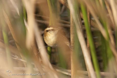 Junquero (Wren-like Rushbird) Phleocryptes melanops