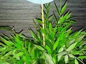 DIY: Mesero boda imprimible