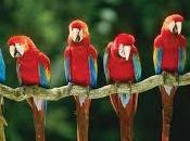 significado soñar guacamayos.