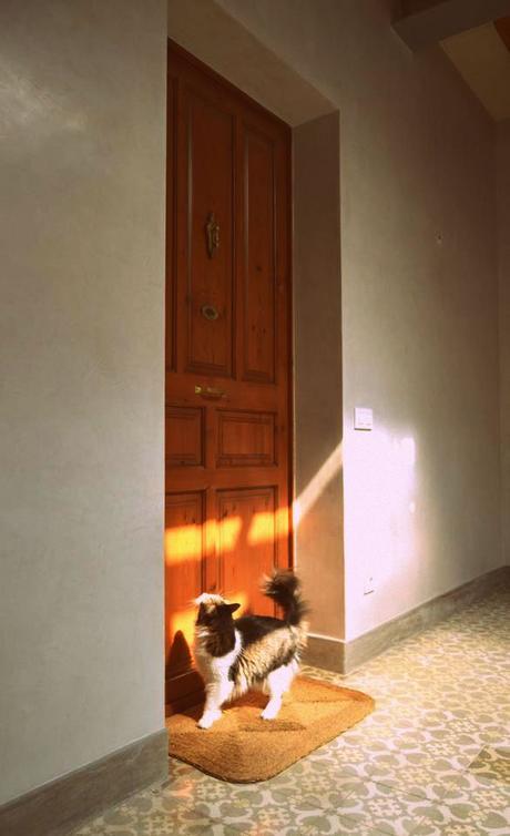 casa, piso nuevo, inmobiliaria, busqueda, casa ideal.