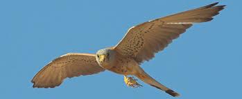 Literalmente hablando