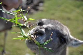Zoológico porteño empieza polémica