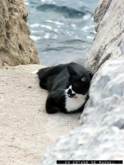 Dubrovnik: gatos, murallas, escaleras y ropa tendida.