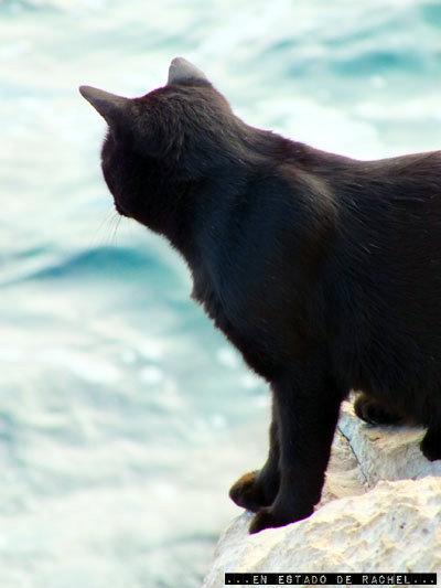 Dubrovnik: gatos, murallas, escaleras y ropa tendida.