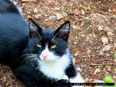 Dubrovnik: gatos, murallas, escaleras y ropa tendida.