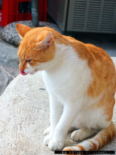 Dubrovnik: gatos, murallas, escaleras y ropa tendida.