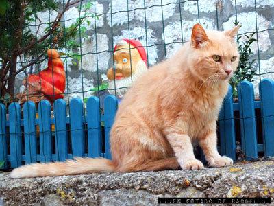 Dubrovnik: gatos, murallas, escaleras y ropa tendida.