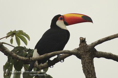 Tucán grande (Toco Toucan) Ramphastos toco