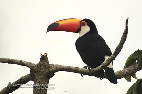 Tucán grande (Toco Toucan) Ramphastos toco