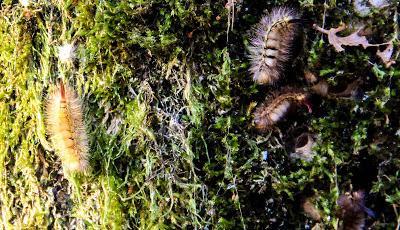 Lluvia de gusanos en el bosque encantado de piedra Lluvia de gusanos en el bosque encantado de piedra