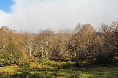 Lluvia de gusanos en el bosque encantado de piedra Lluvia de gusanos en el bosque encantado de piedra