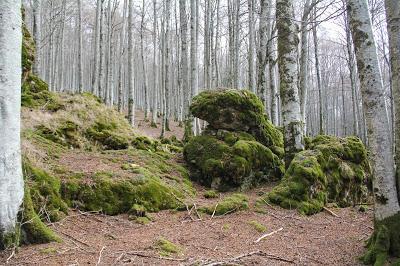 Lluvia de gusanos en el bosque encantado de piedra