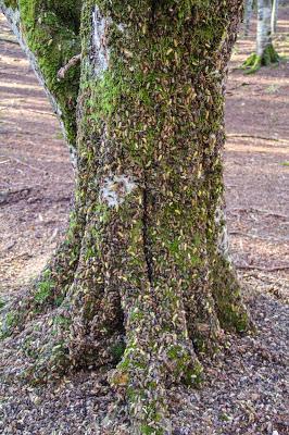 Lluvia de gusanos en el bosque encantado de piedra Lluvia de gusanos en el bosque encantado de piedra