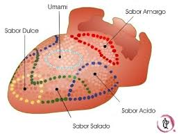 Umami, el quinto y desconocido sabor básico