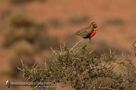 Loica común (Long-tailed Meadowlark) Sturnella loyca