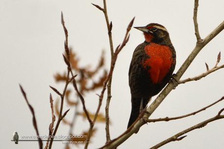 Loica común (Long-tailed Meadowlark) Sturnella loyca