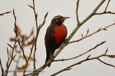 Loica común (Long-tailed Meadowlark) Sturnella loyca
