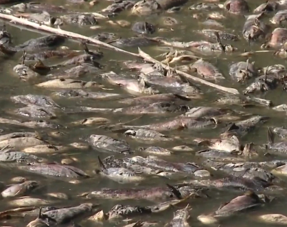 Un lago se seca misteriosamente dejando a miles de peces muertos