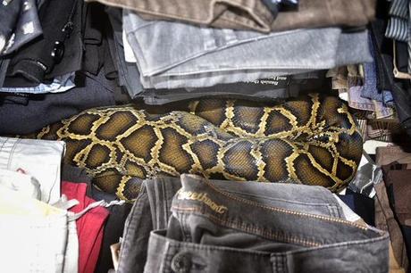 Capturan una pitón birmana salvaje en un mercado de pulgas