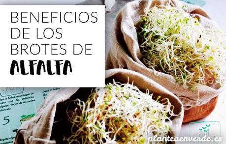 Beneficios de los brotes de alfalfa