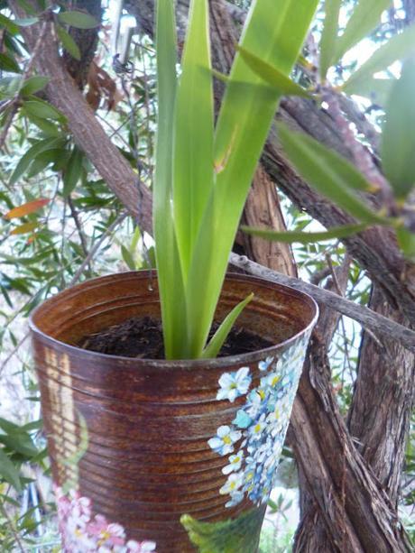 Lata-Maceta Lata-Maceta