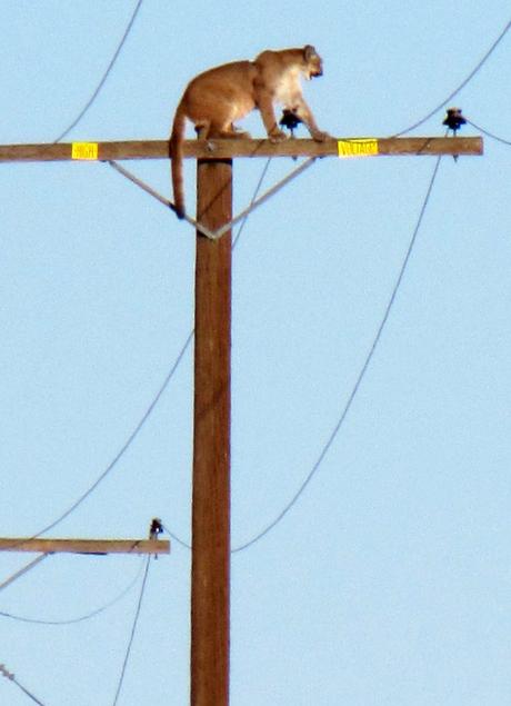 León de montaña se sube a la cima de un poste de electricidad