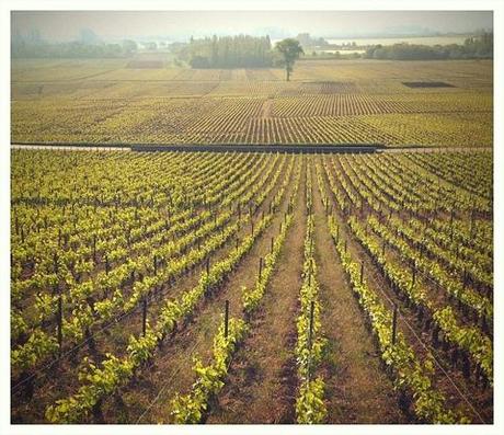 Mersault Perrières y Mersault Charmes por Vincent Dancer