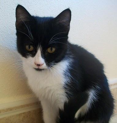 Tsuki, sigue esperando su oportunidad(Murcia)