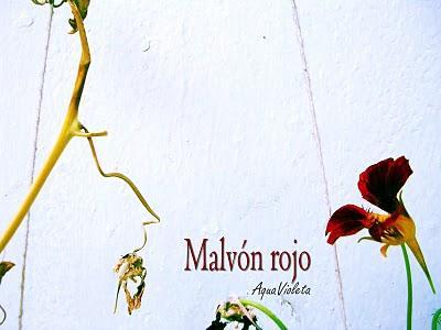 Naturaleza muerta | Malvón rojo