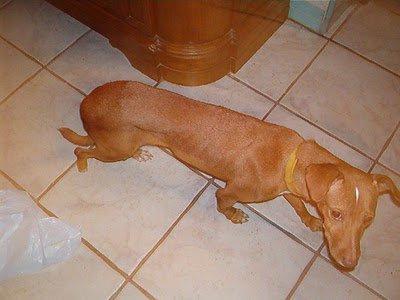 Bimba, podenca rescatada de la Perrera de Sevilla busca un hogar.