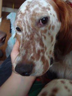 Gorri.... ha descubierto los mimos y ahora no hay quien lo pare