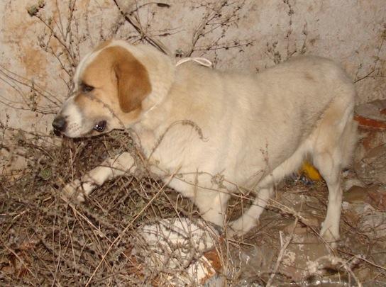 La terrible historia de Tina la mastina