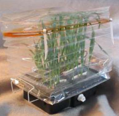 Invernadero en el espacio