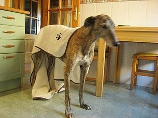 Una fría mañana de noviembre en la vida de Tato....